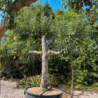 Pianta melo golden eta 30 anni altezza 220/240 cm