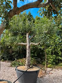 Pianta melo golden eta 30 anni altezza 220/240 cm