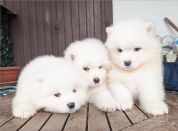 Samoiedo con pedigree Enci