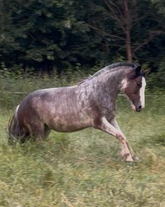 Cavallo criollo