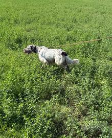 Setter inglese maschio