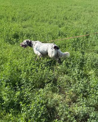 Setter inglese maschio