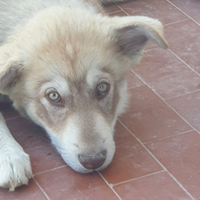 Cane docile