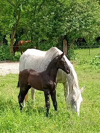 Puledri linea salto ostacoli