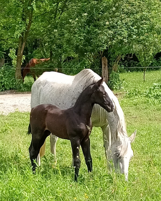 Puledri linea salto ostacoli