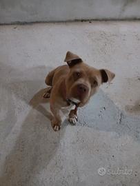 American bully