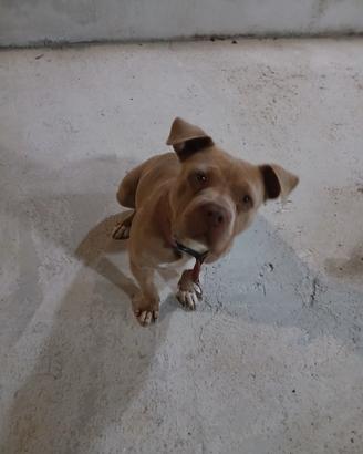 American bully