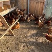 Galline ovaiole