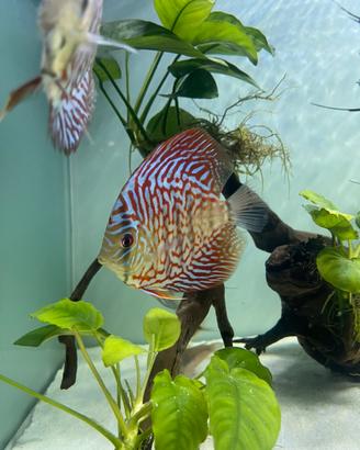 Acquario 100x40x50 completo