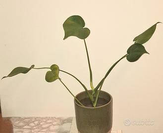 Monstera