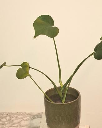 Monstera