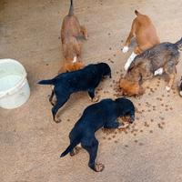 Cuccioli segugio maremmani 3 mesi