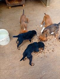 Cuccioli segugio maremmani 3 mesi