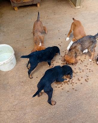 Cuccioli segugio maremmani 3 mesi