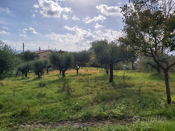 Terreno con casolare/rudere e oliveto