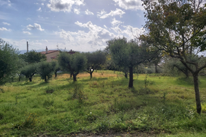 Terreno con casolare/rudere e oliveto