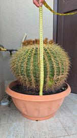 ECHINOCACTUS GRUSONII Adulto Cuscino della Suocera