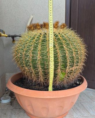 ECHINOCACTUS GRUSONII Adulto Cuscino della Suocera