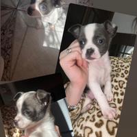 Cane chihuahua