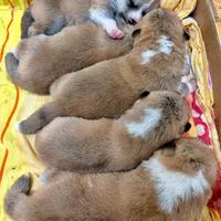 Akita inu con Pedigree