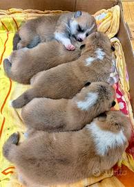 Akita inu con Pedigree