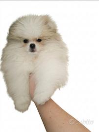 Spitz di Pomerania nano