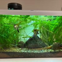 Acquario acqua dolce tropicale Completo