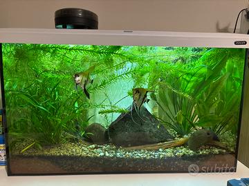 Acquario acqua dolce tropicale Completo