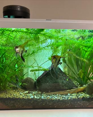 Acquario acqua dolce tropicale Completo