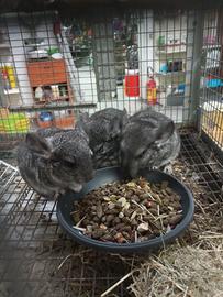 Cincillà cuccioli come da foto