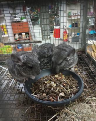 Cincillà cuccioli come da foto