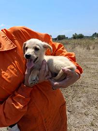 Cucciolo dolce piccolo beige