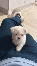 Maltipoo mini toy