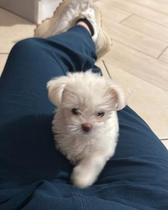 Maltipoo mini toy