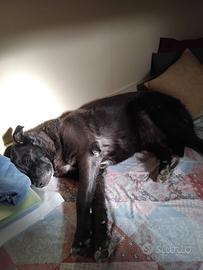 Cane femmina