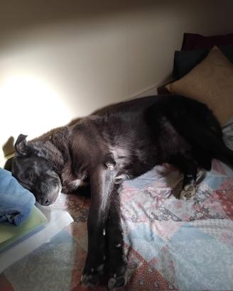 Cane femmina