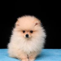 Cucciolo di pomerania