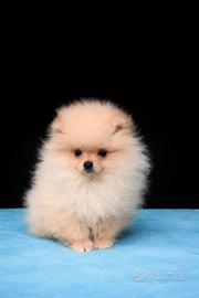 Cucciolo di pomerania