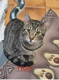 Gatto tigrato maschio