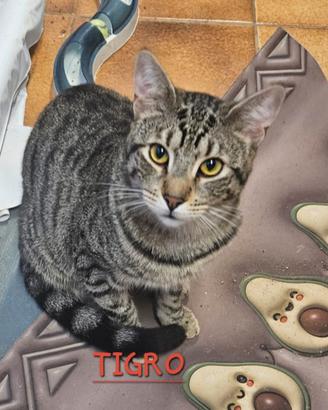 Gatto tigrato maschio