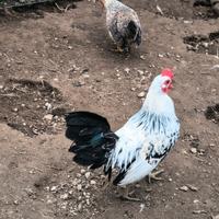 Galli e galline nane