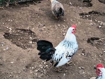 Galli e galline nane