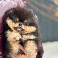 Spitz di Pomerania nano