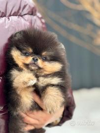 Spitz di Pomerania nano