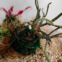 kokedama pianta vera 🌵