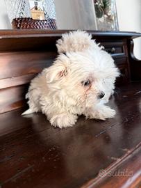 Maltese mini toy