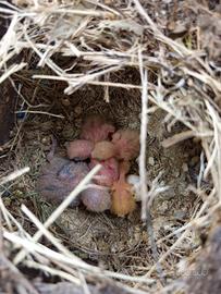 Pulli di inseparabili roseicollis