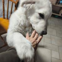 Cucciolo pastore maremmano