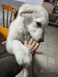 Cucciolo pastore maremmano