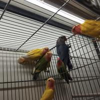 Inseparabili rosecolis